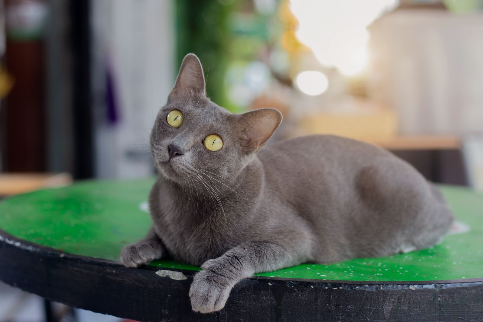 korat cat