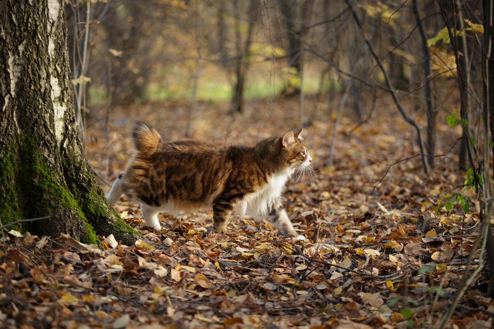 kurilian bobtail