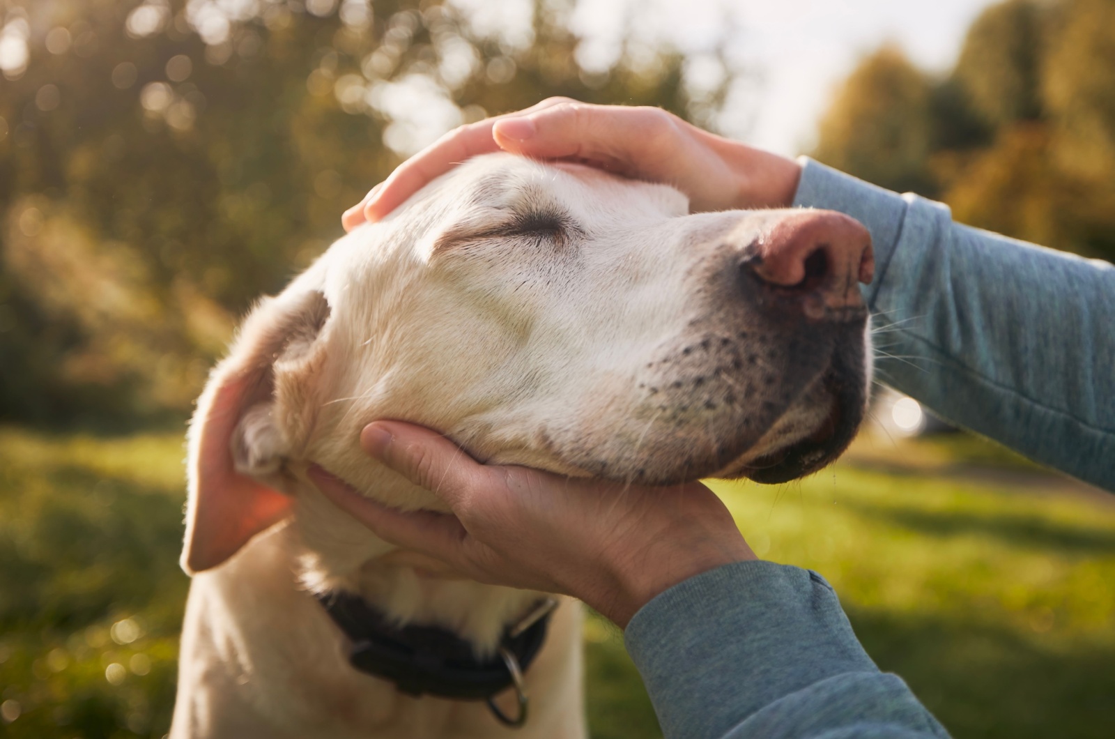 labrador cuddling