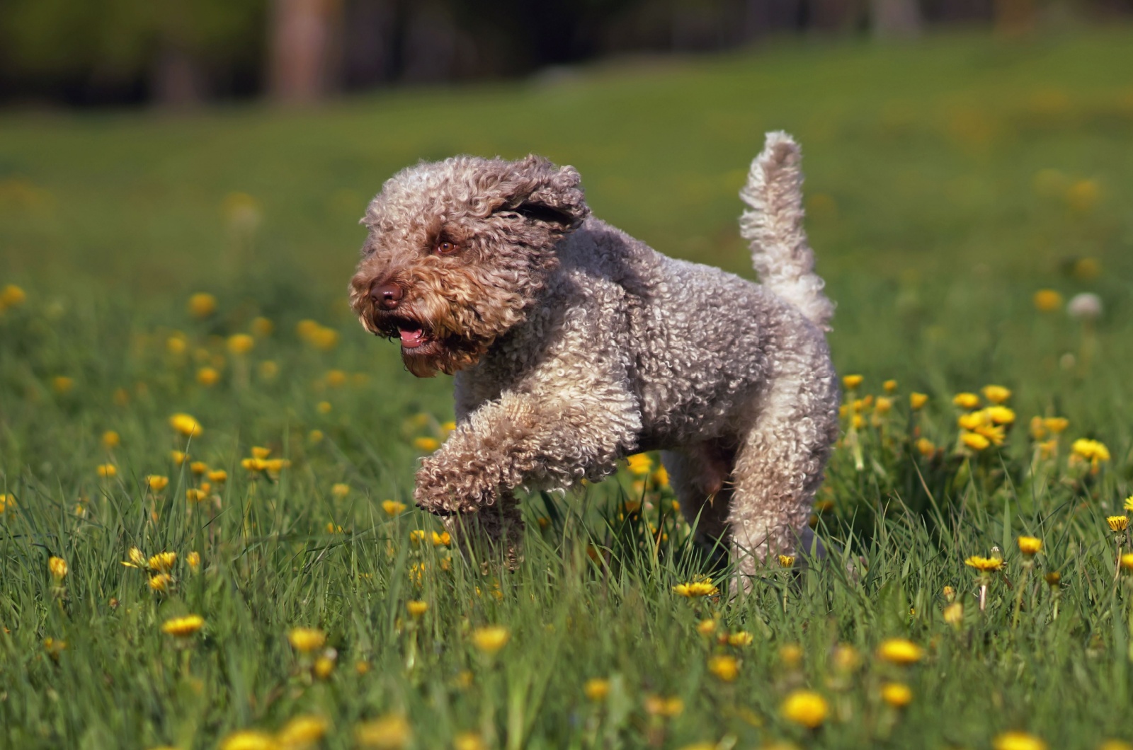 lagotto