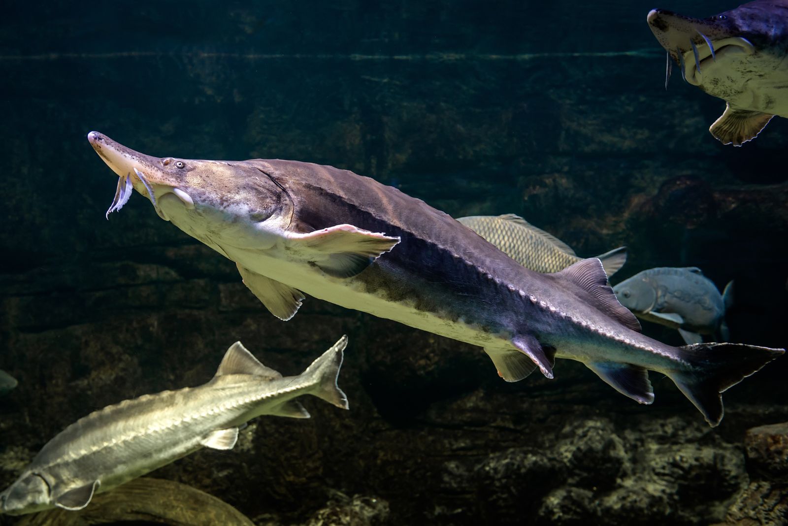 lake sturgeon