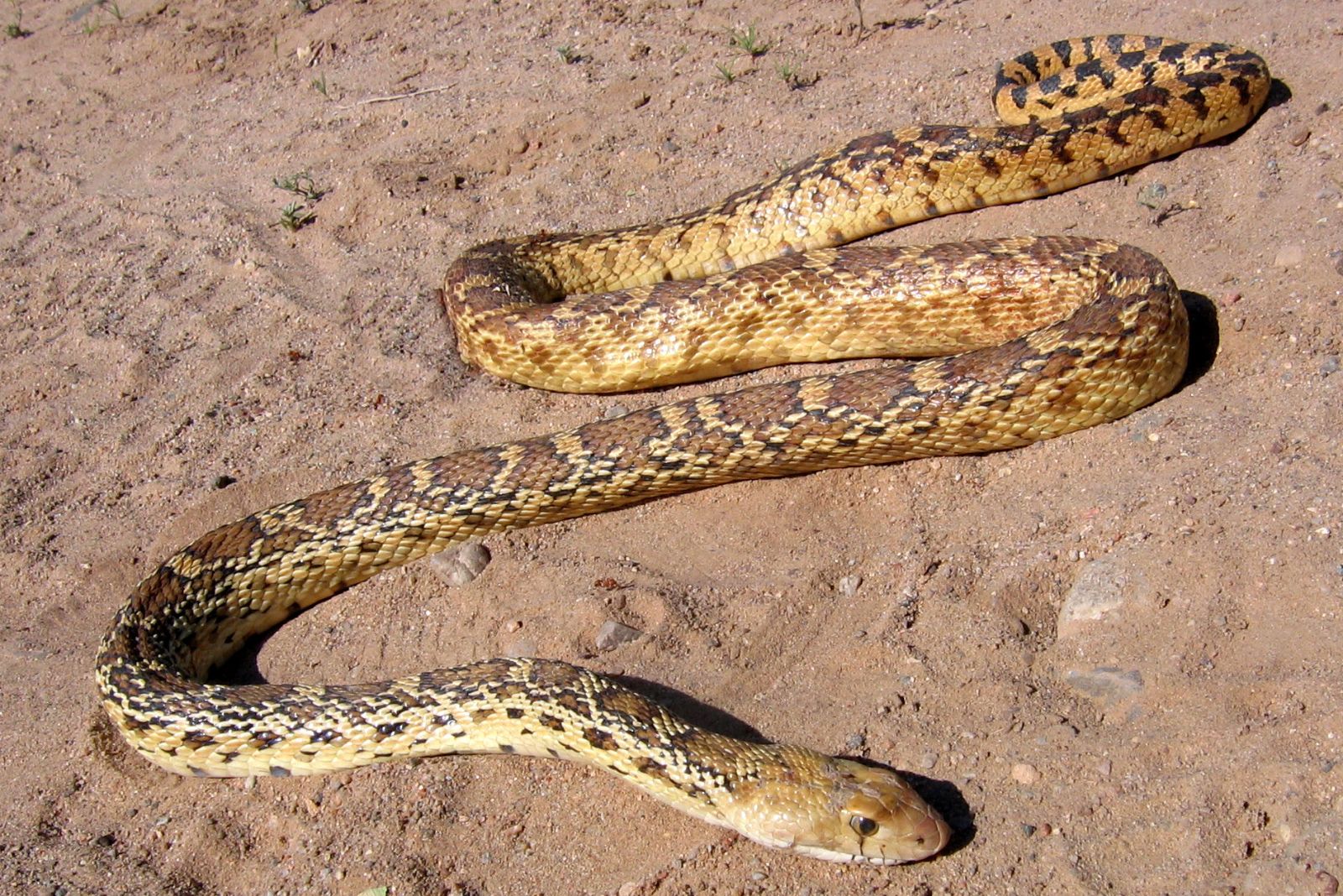 large snake on the ground