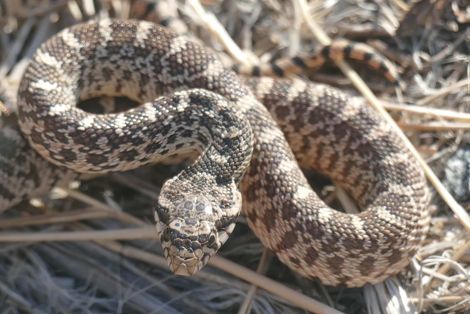 largest yellowstone snake