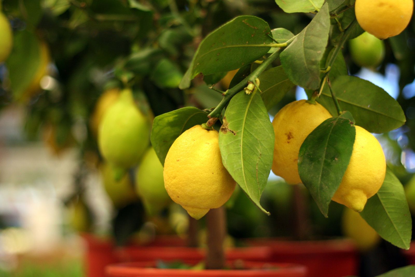 lemon tree