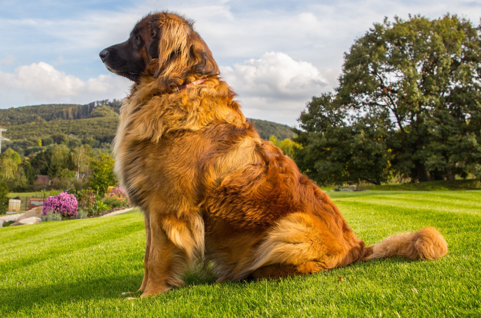 leonberger