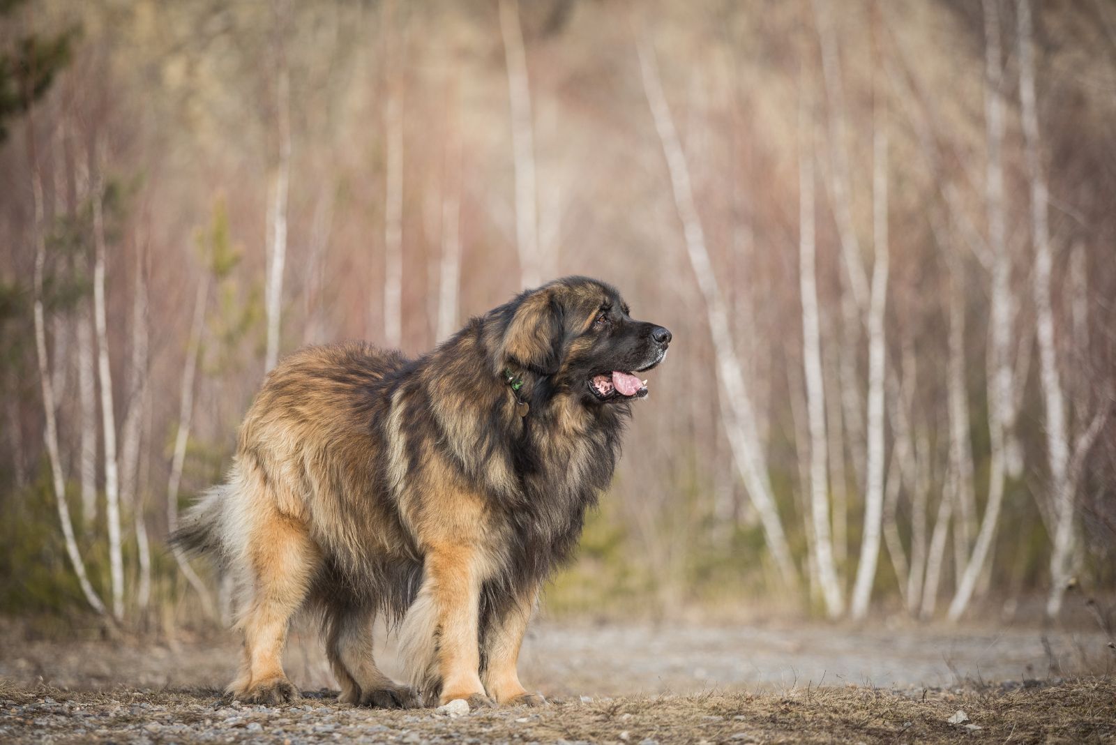 leonberger dog standing