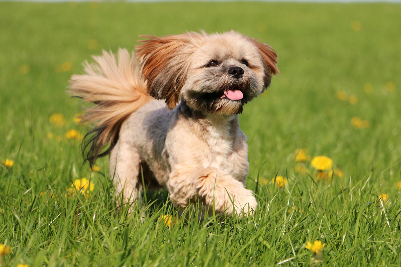 lhasa apso