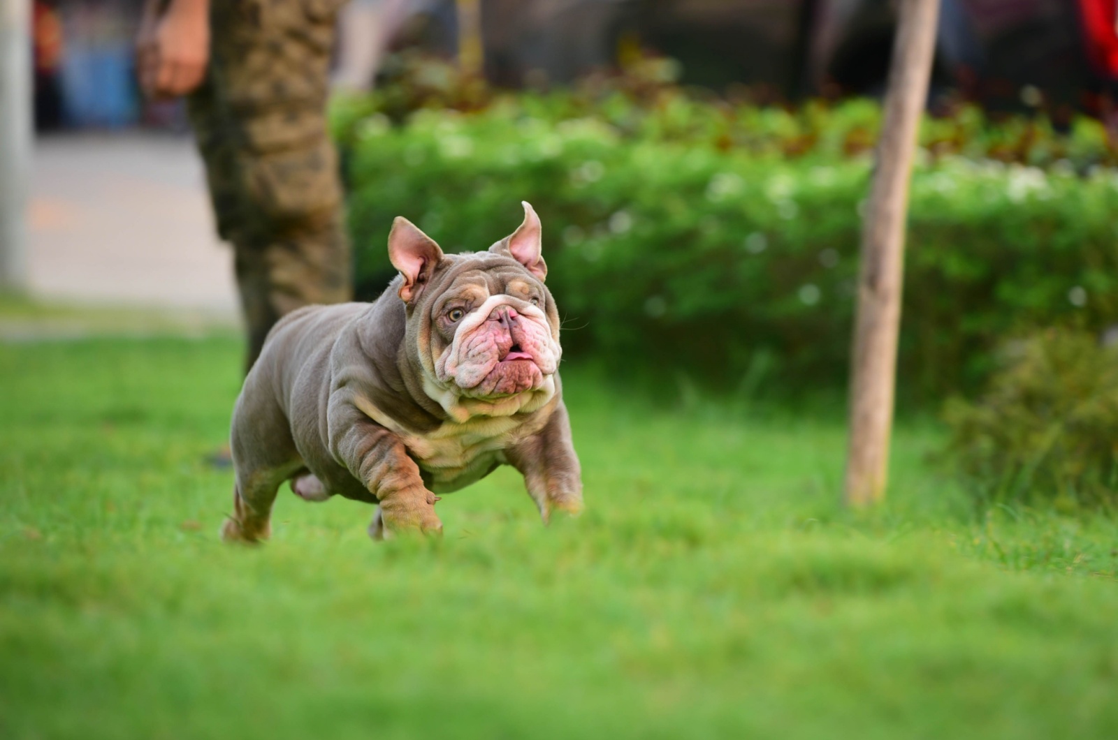 lilac English bulldog