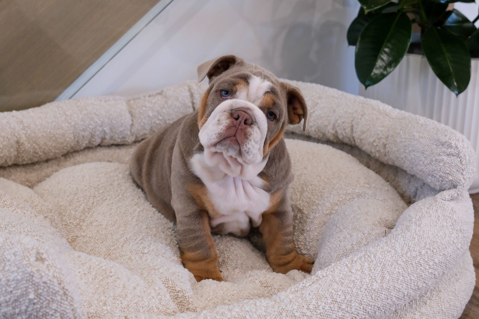 lilac english bulldog puppy