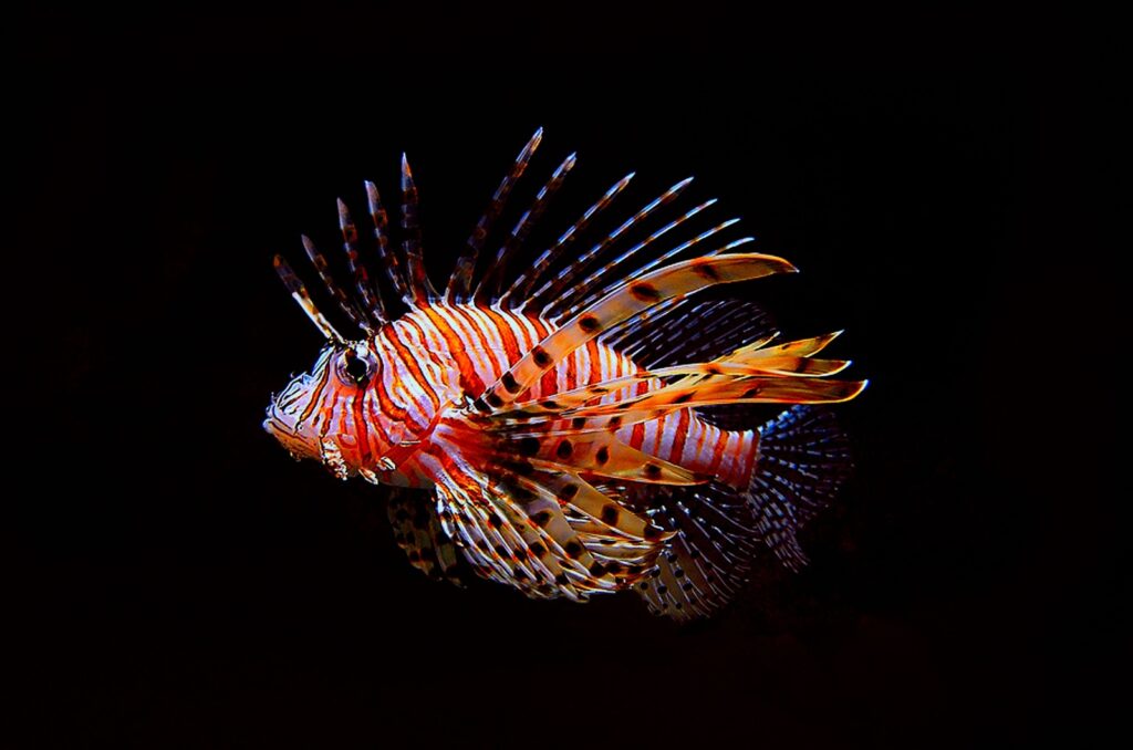 lionfish