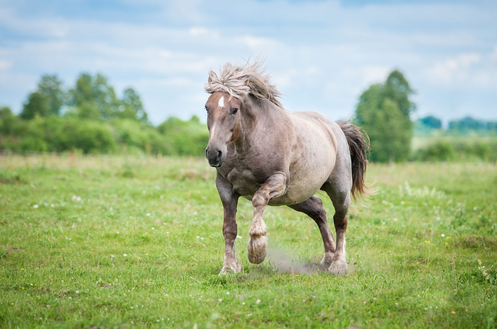 lithuanian draft horse