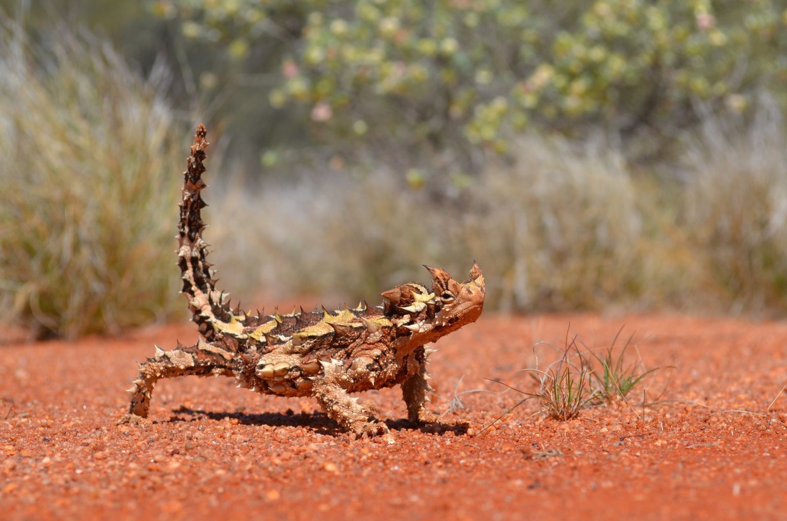 lizard in desert