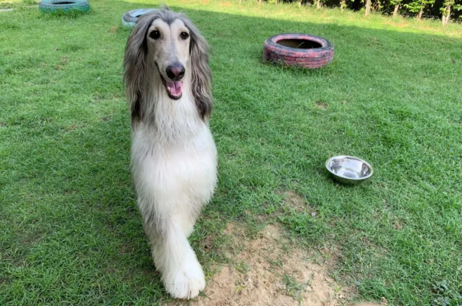 long hair dog