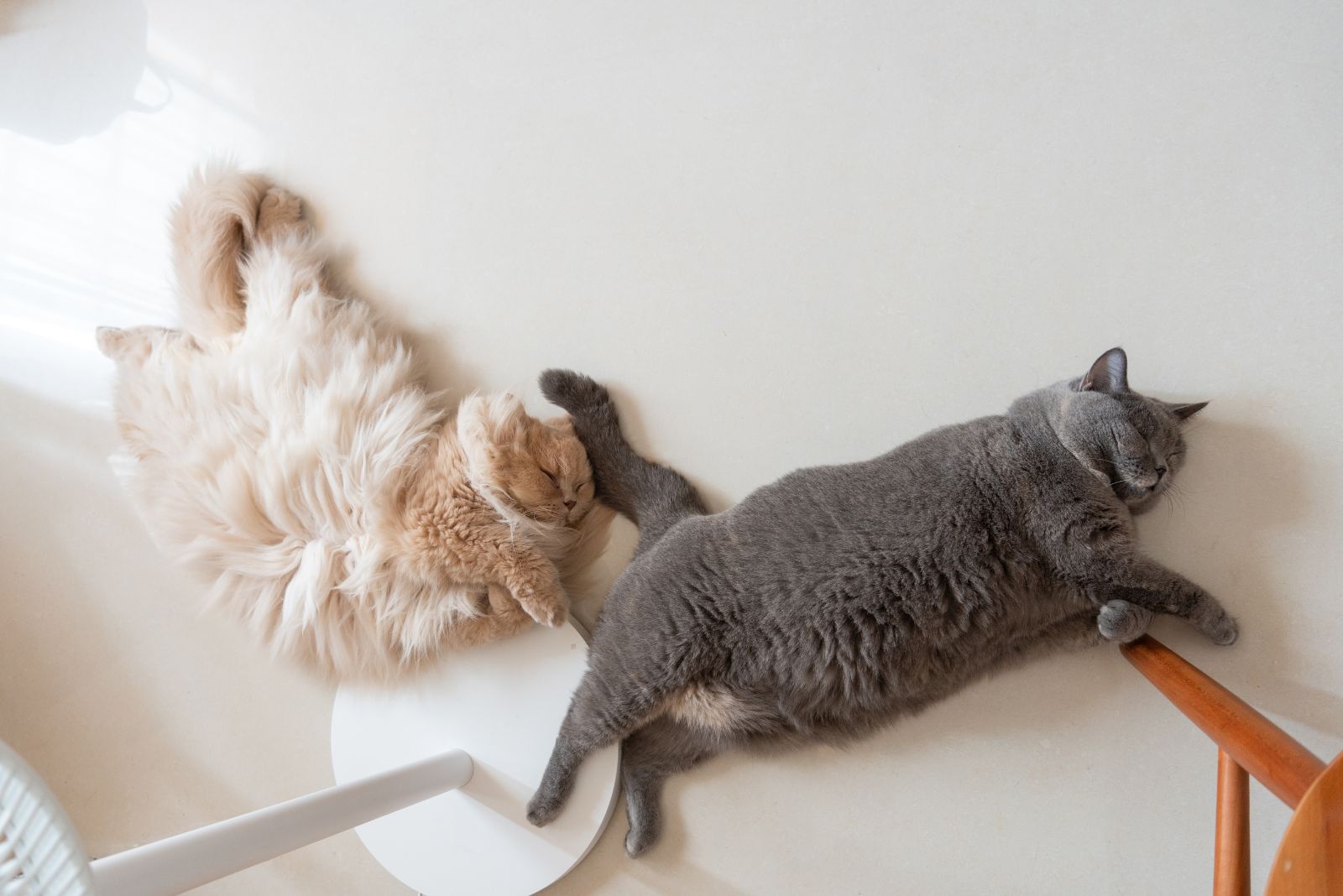 longhaired and shorthaired cat