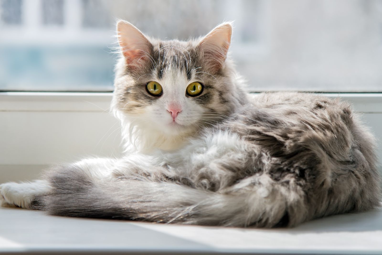 longhaired cat in window