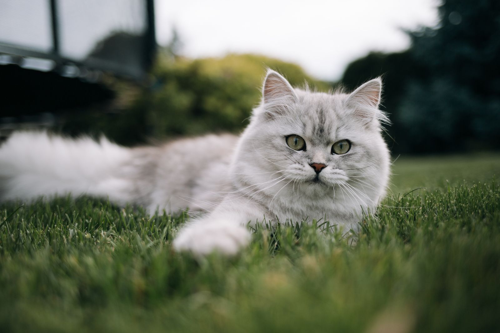 longhaired cat on grass