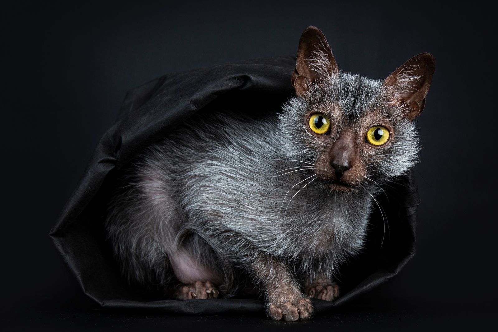 lykoi cat