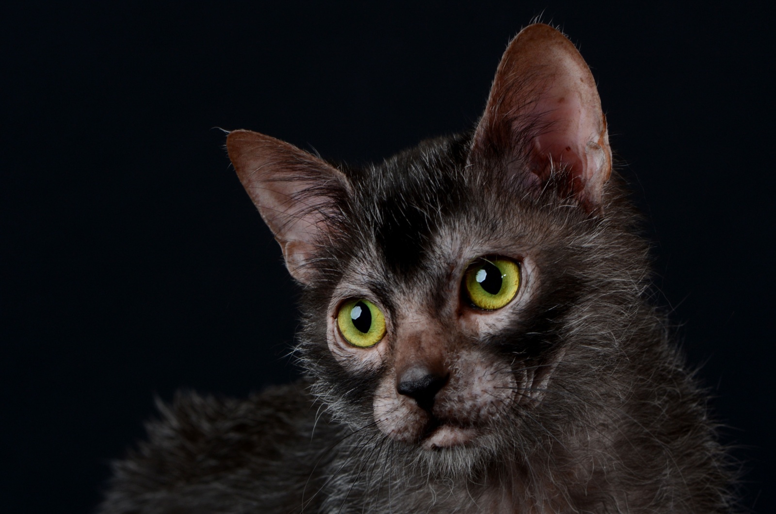 lykoi