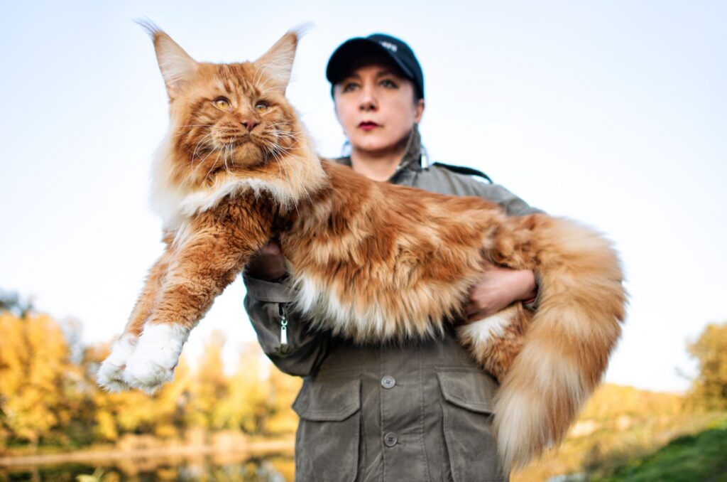 maine coon