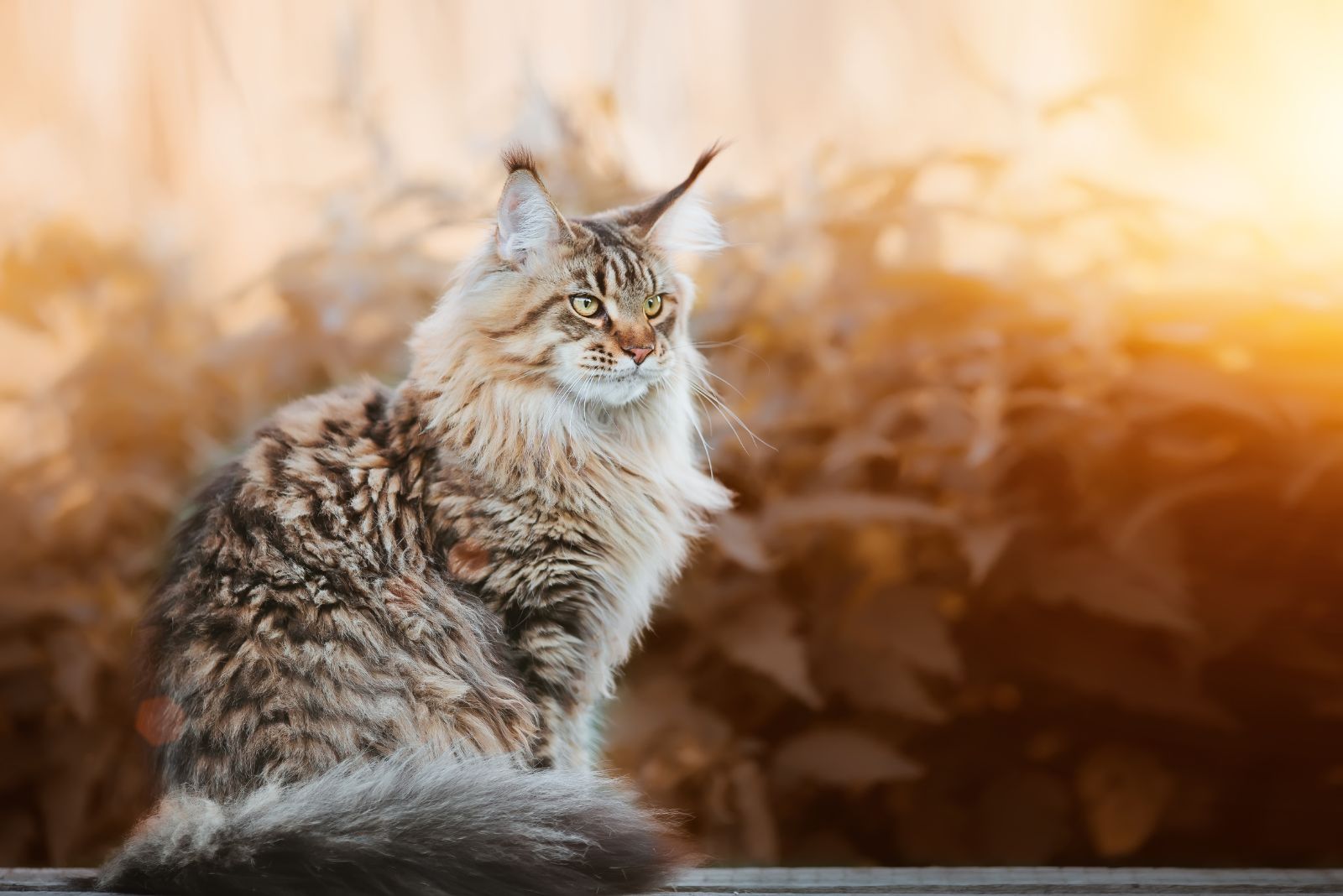 maine coon