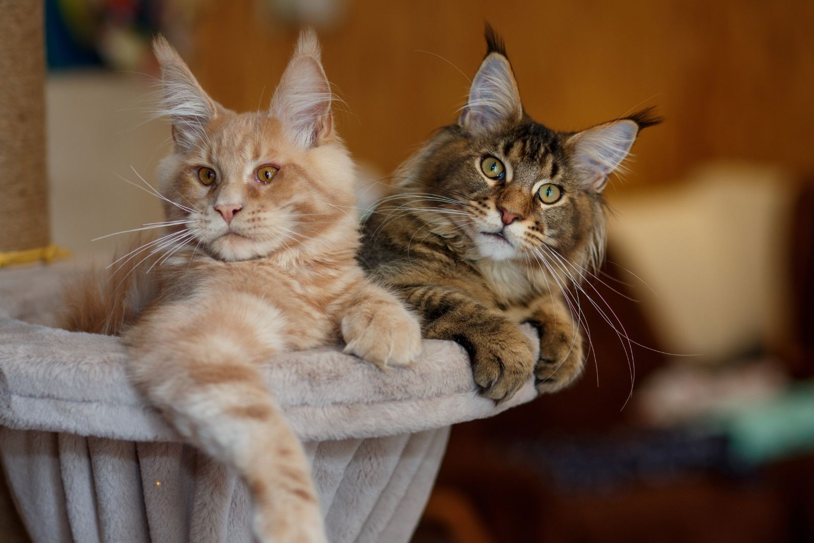 maine coon cat