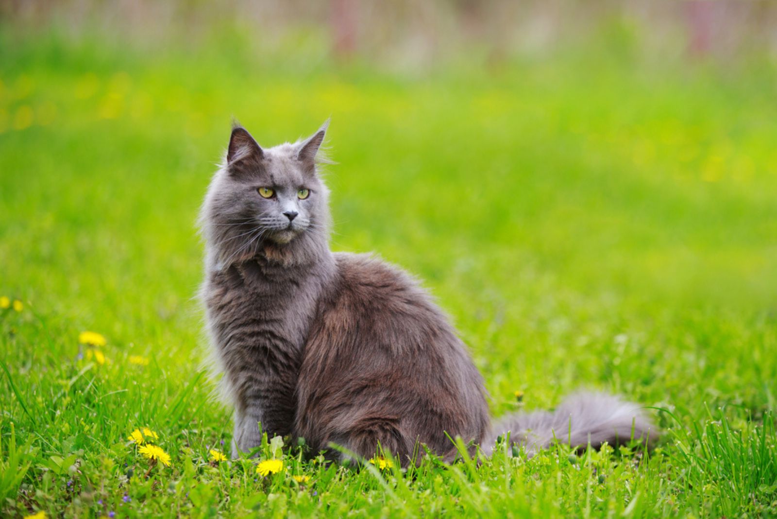 maine coon cat sitting on the field