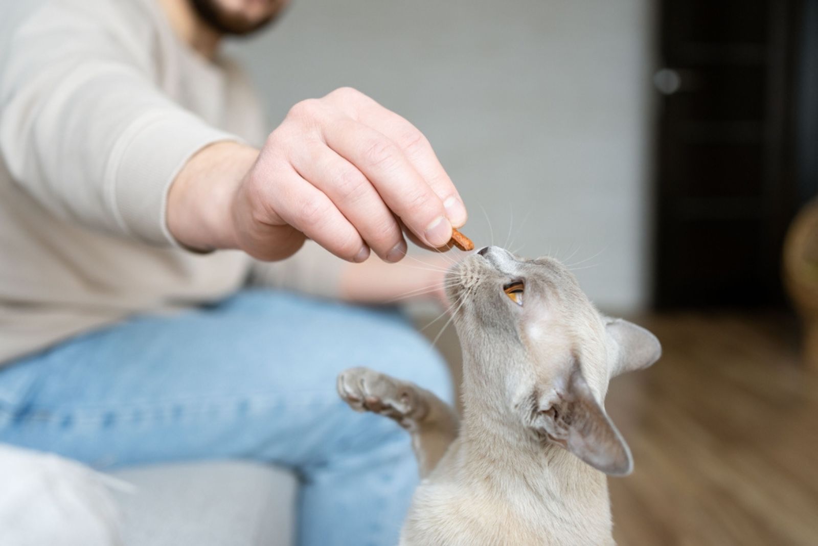 man giving treat to cat