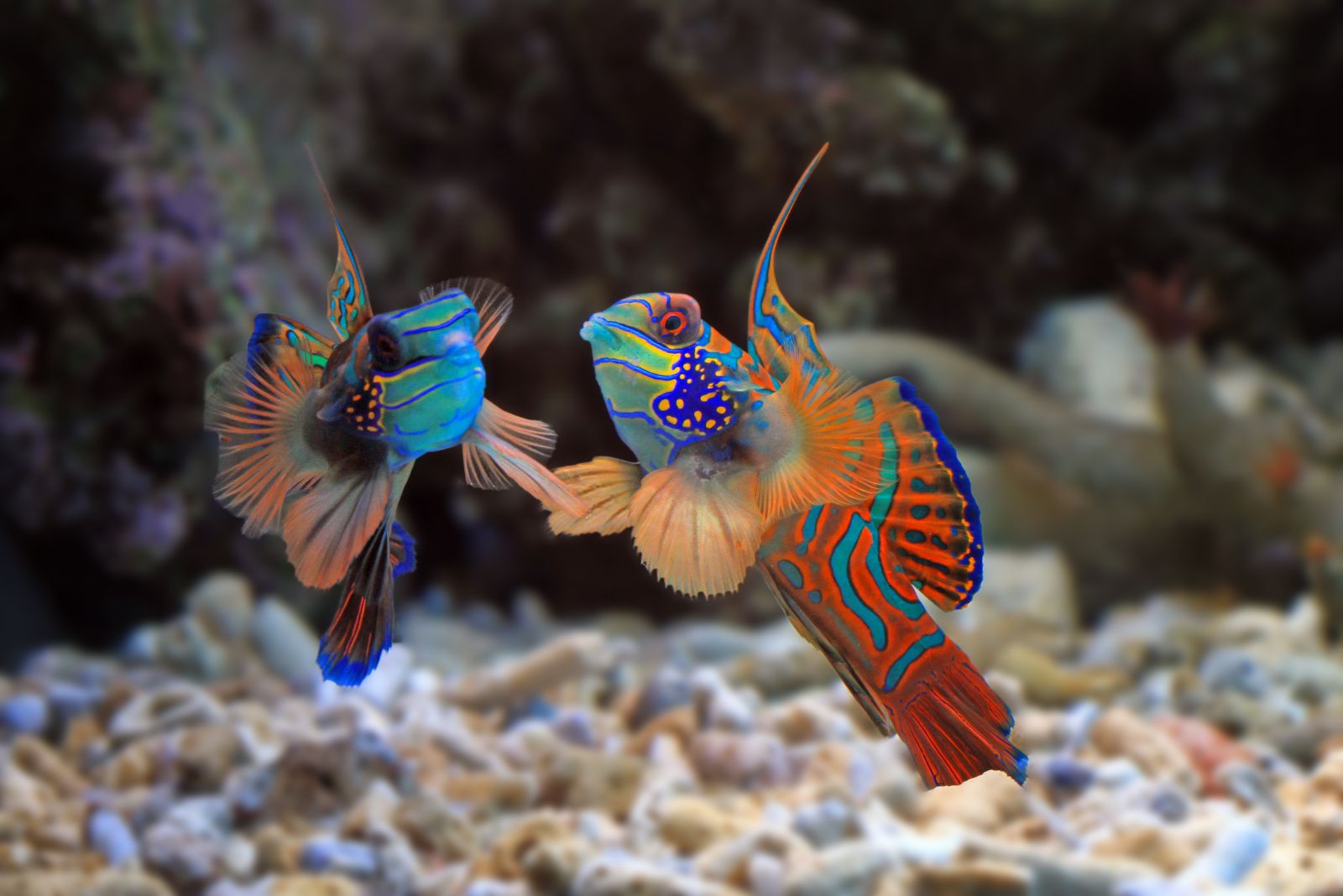 mandarinfish