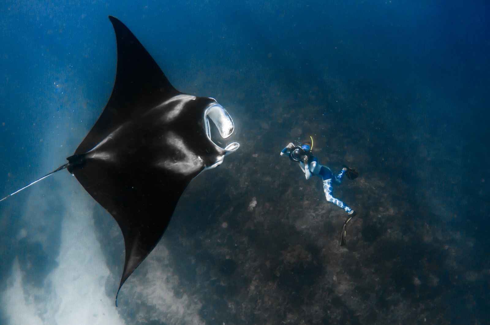 manta ray