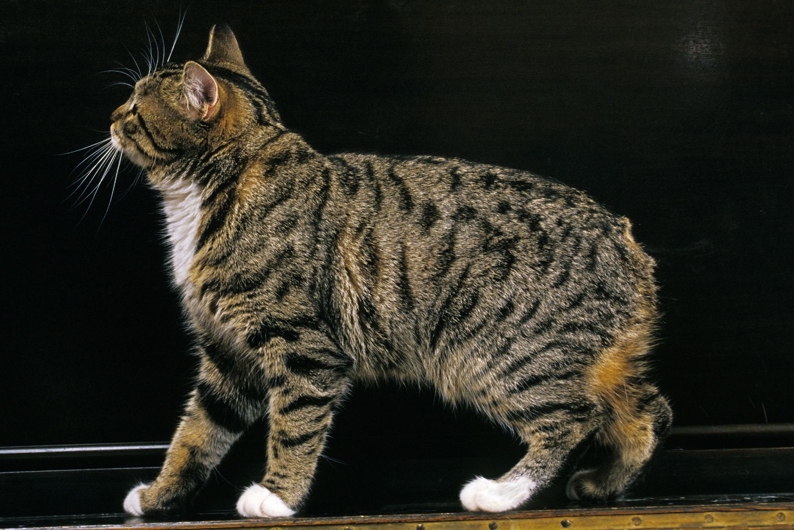 manx cat