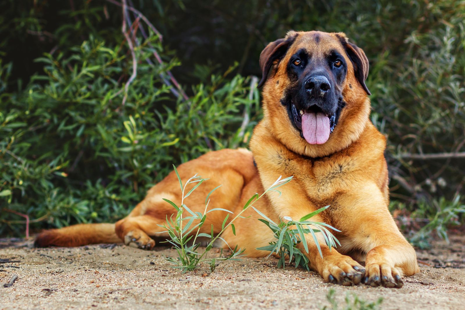 mastiff shepherd mix