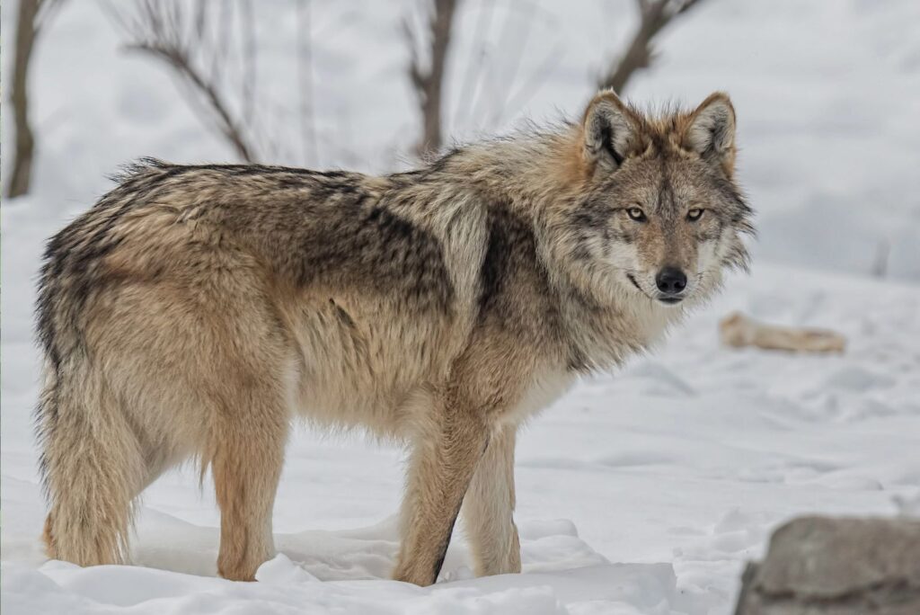 mexican gray wolf