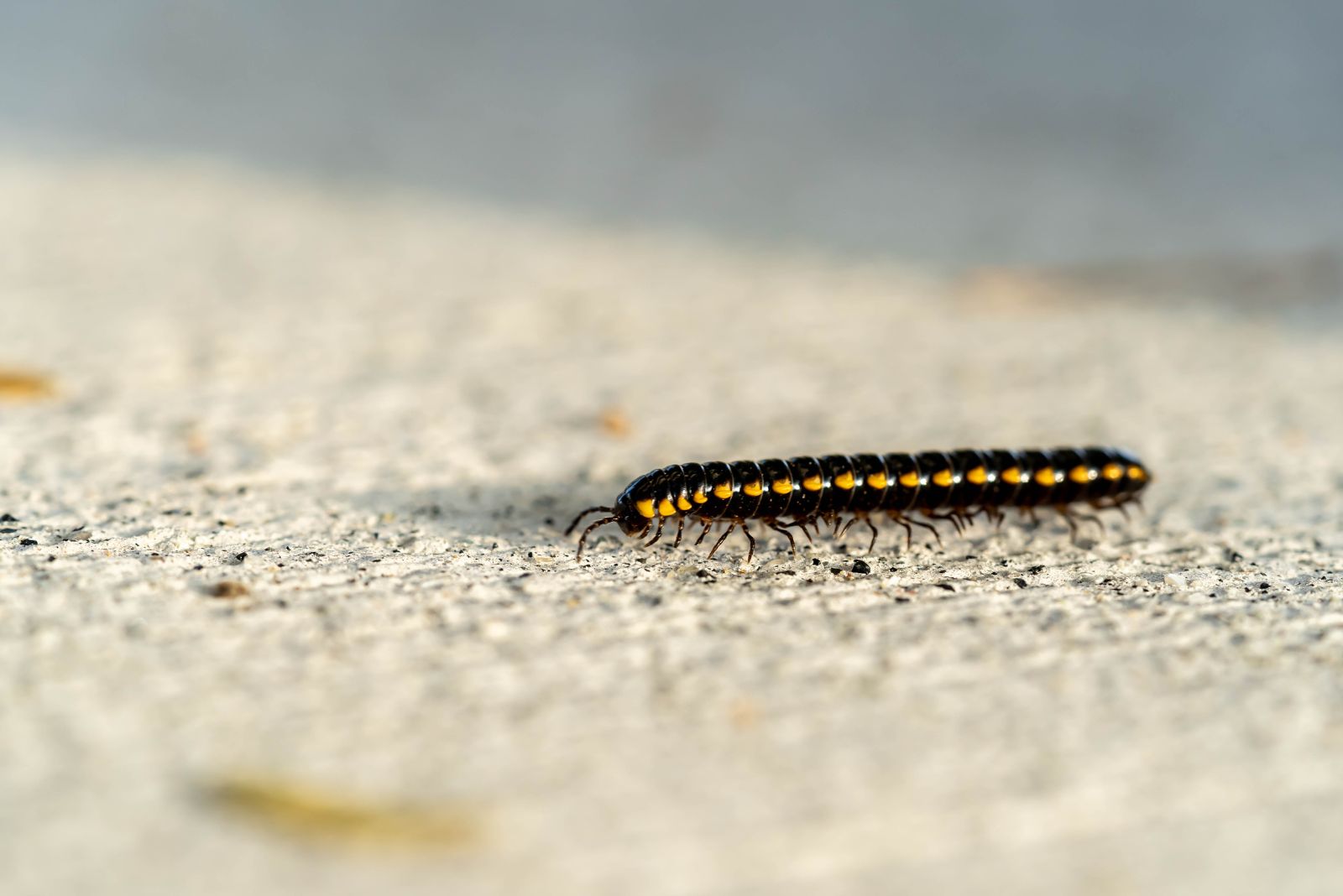 millipede