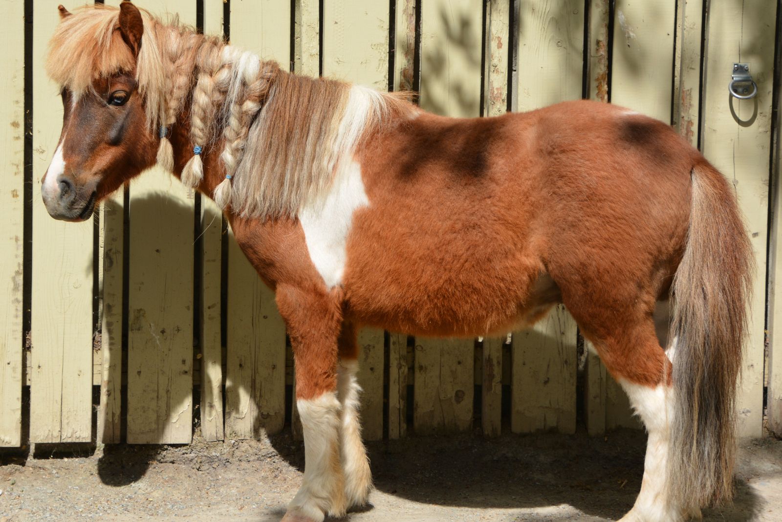 miniature horse