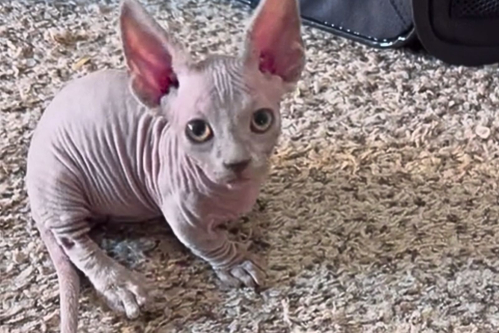 minskin cat