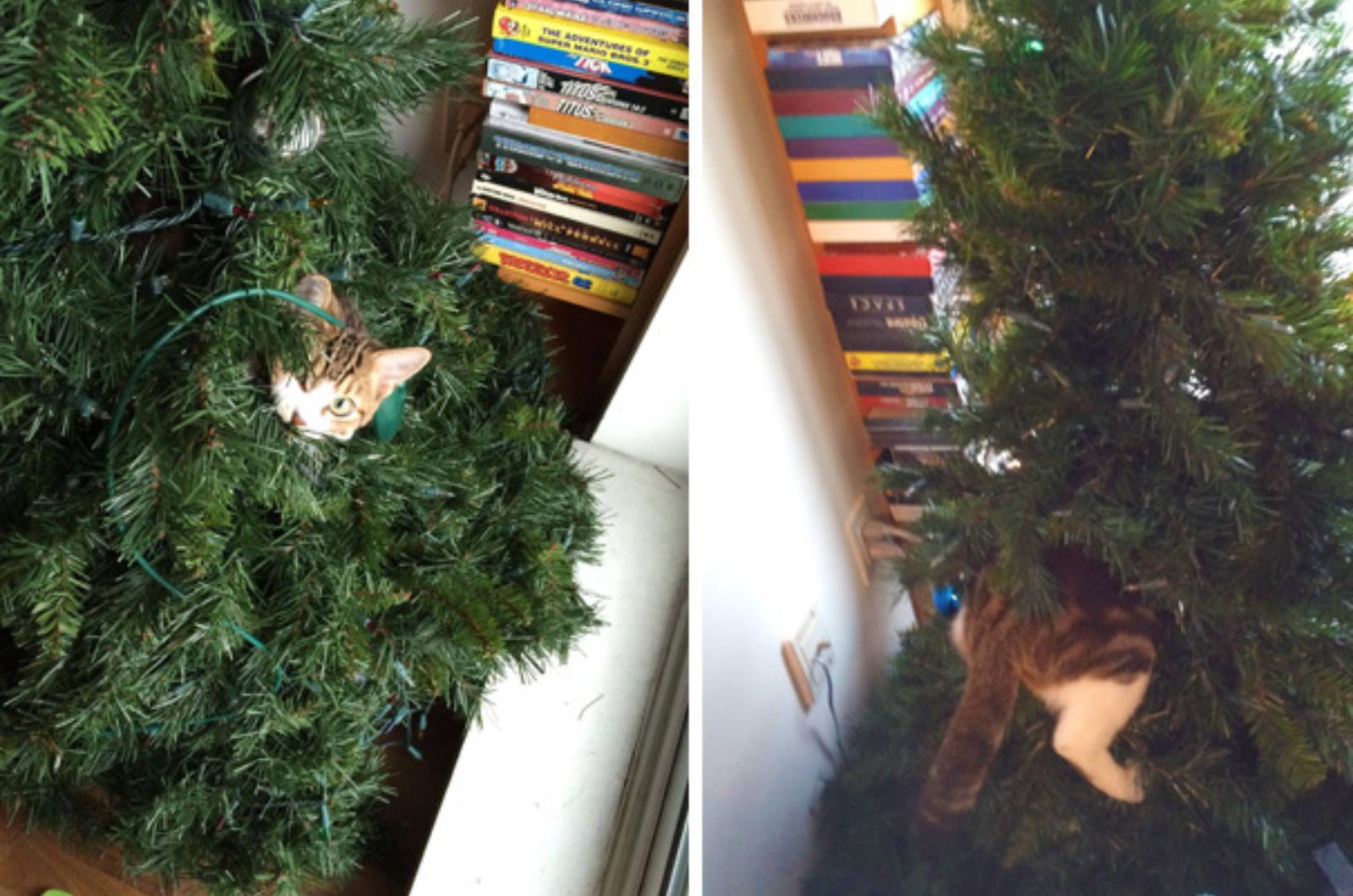 mischievous cat in a Xmas tree