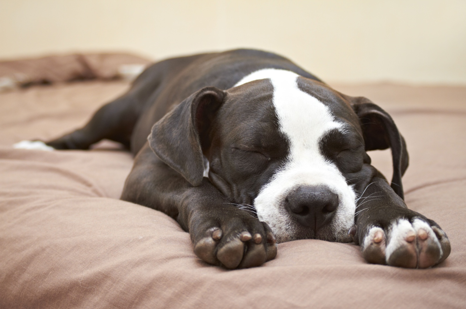 mischievous pit bull