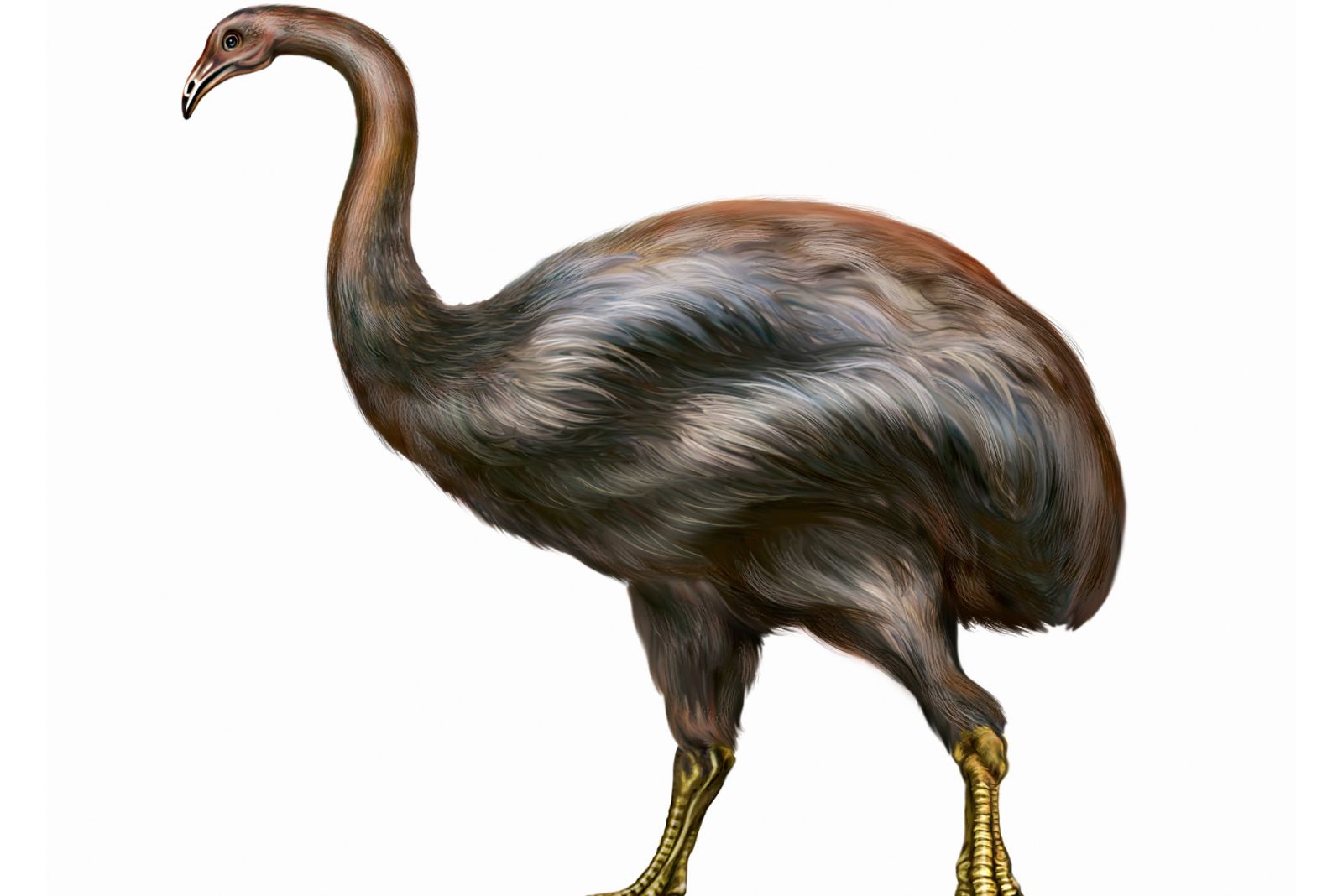 moa bird