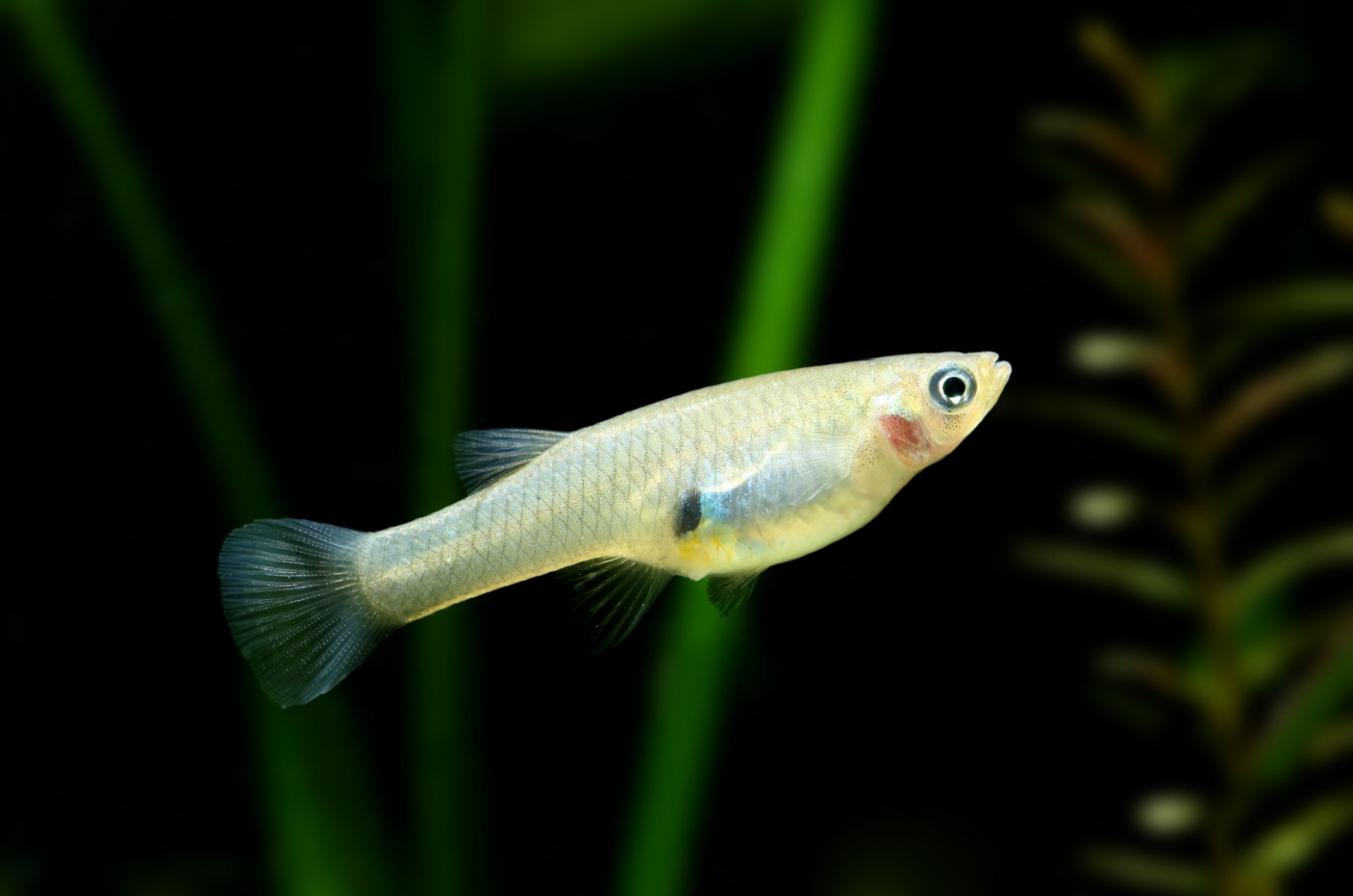 mosquitofish light