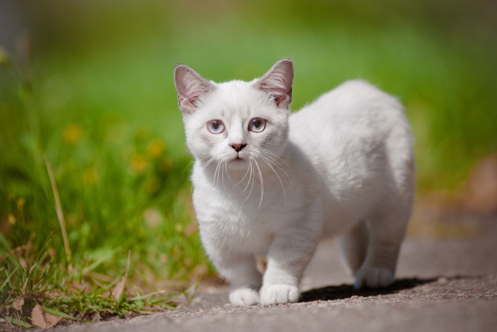 munchkin kitten