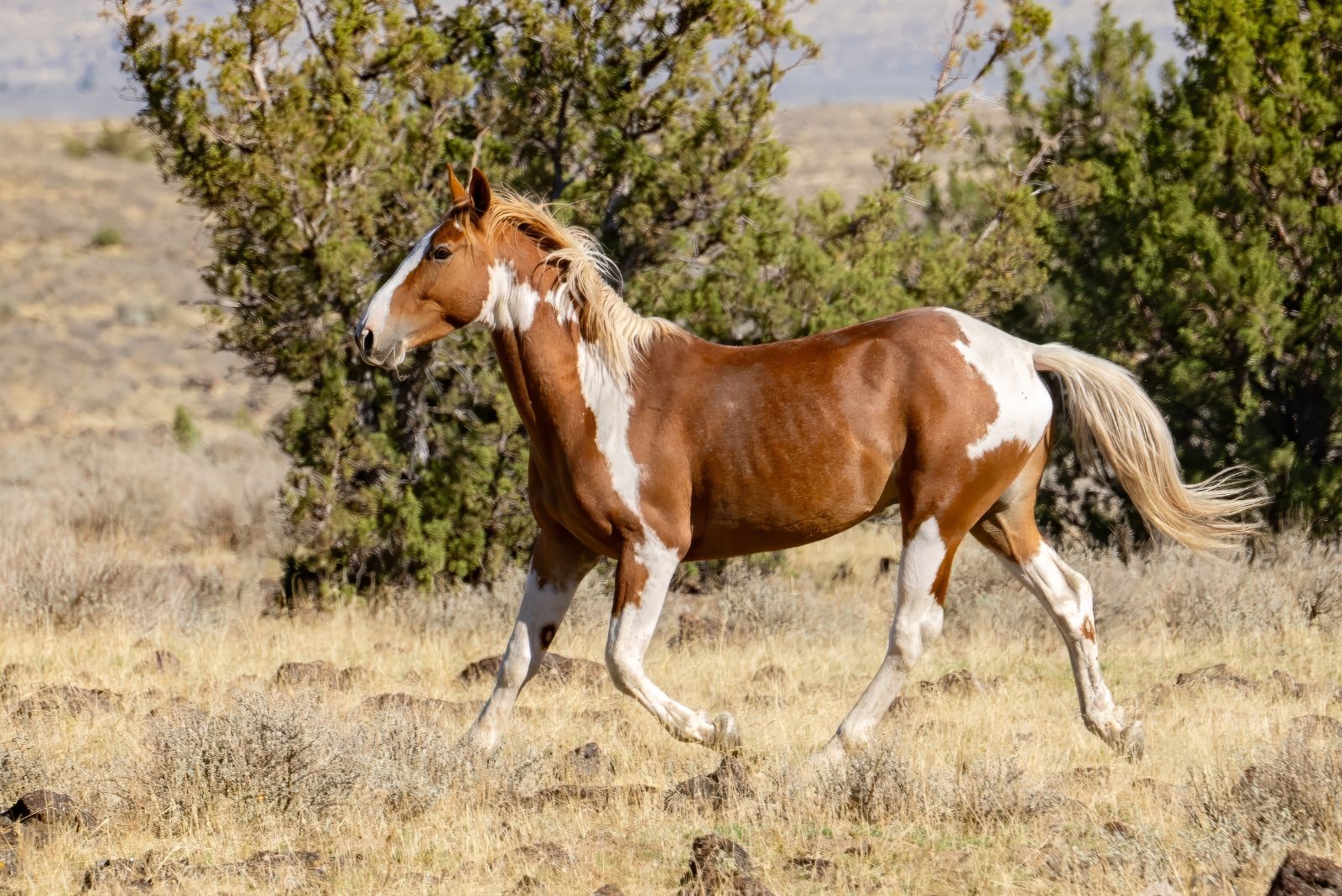 mustang horse