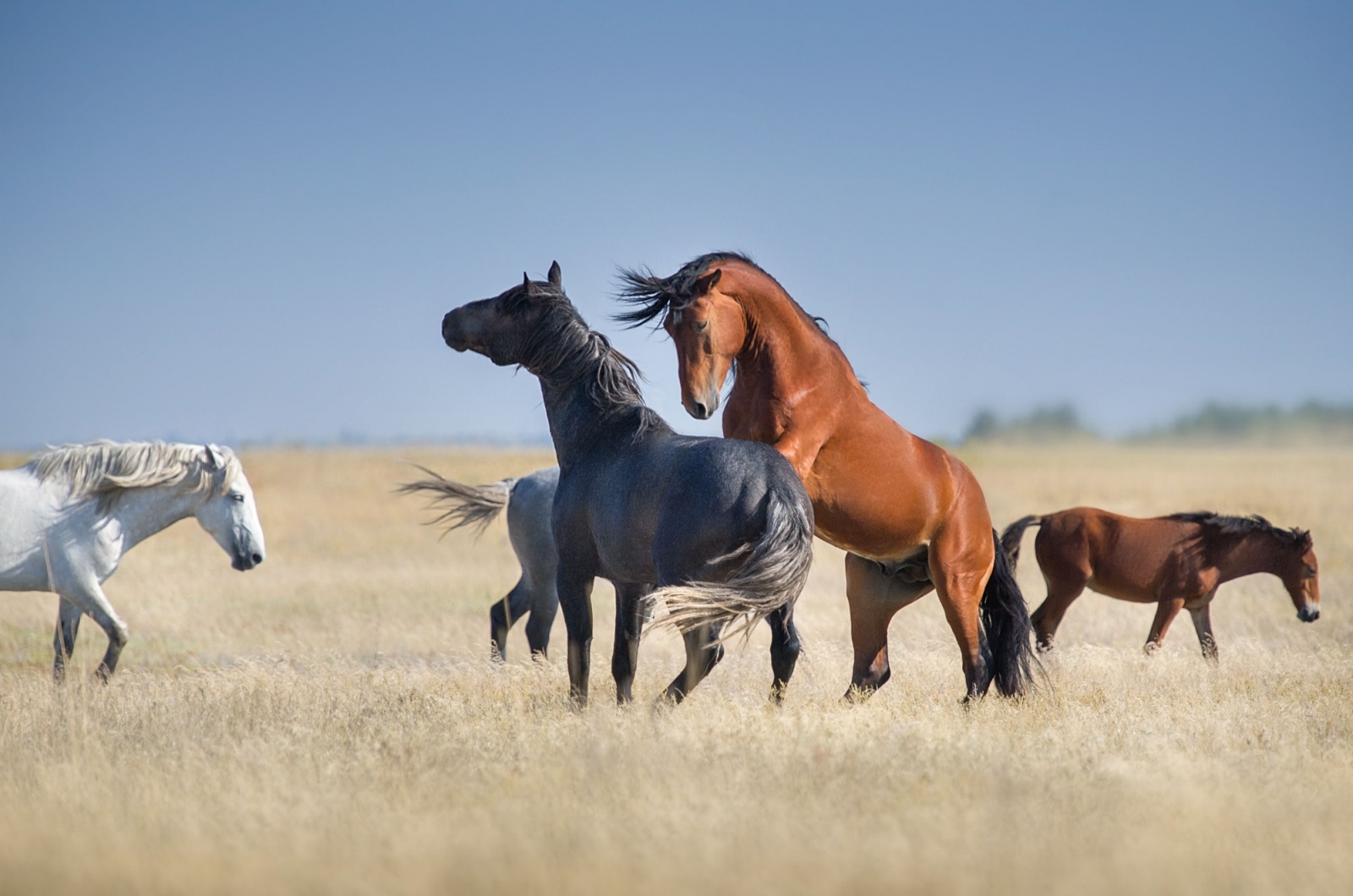 mustang horses