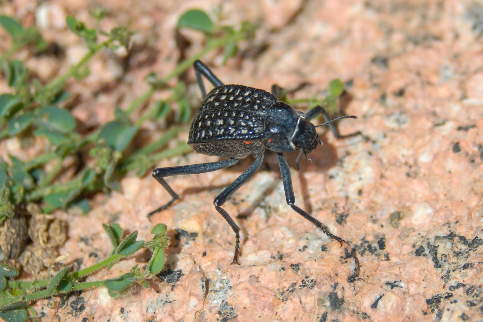 namib beetle