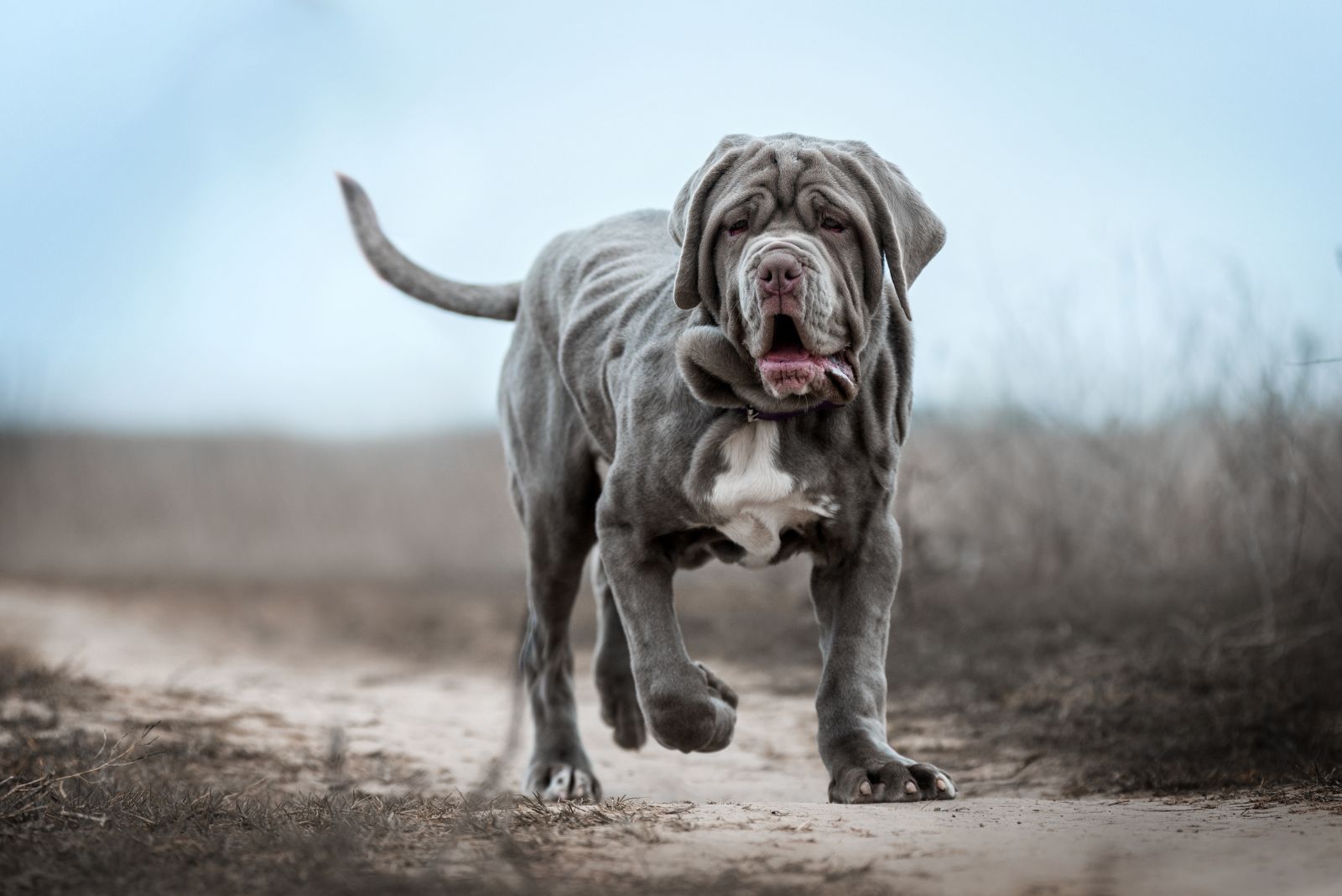 neapolitan mastiff