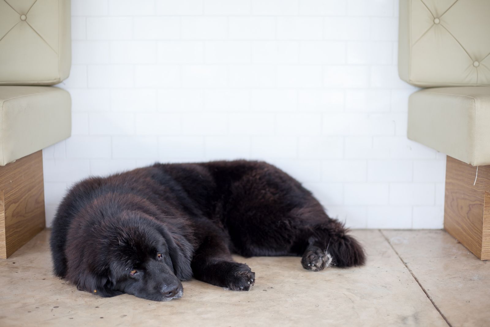 newfoundland sleeping