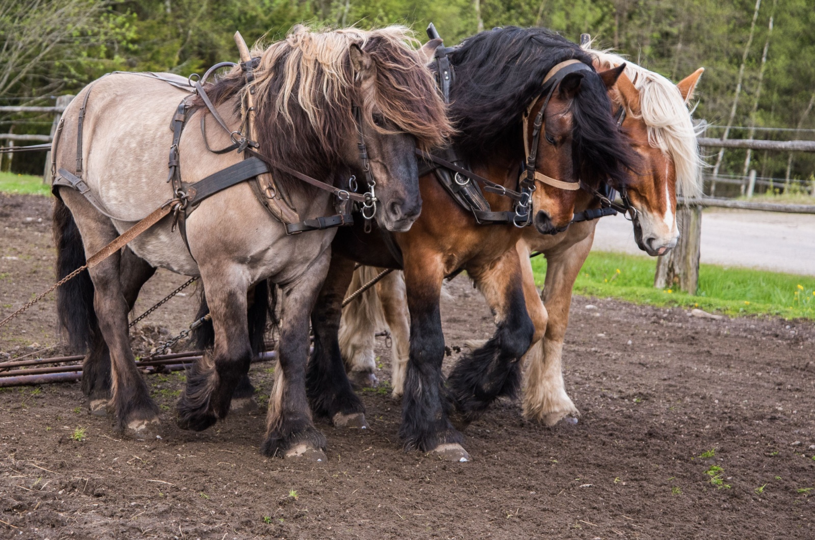 north swedish horse