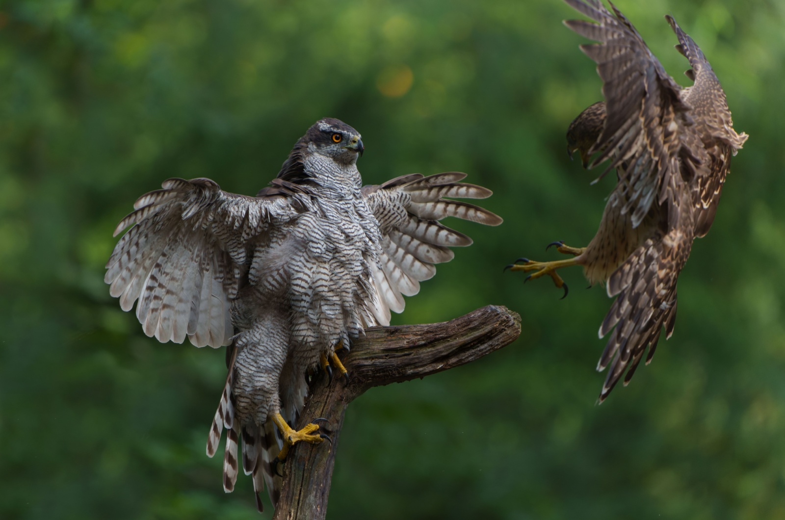 norther goshawk