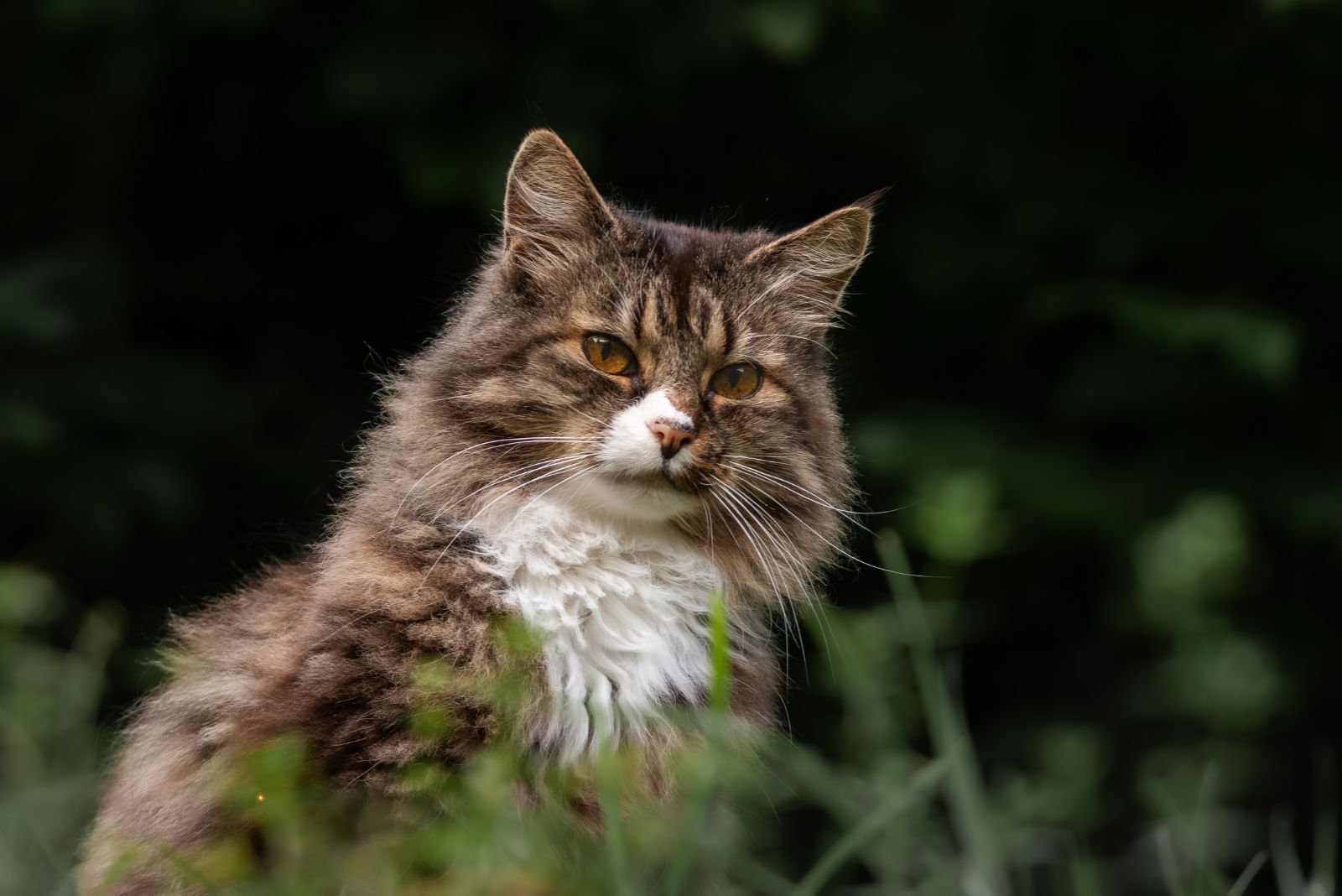 norwegian forest cat