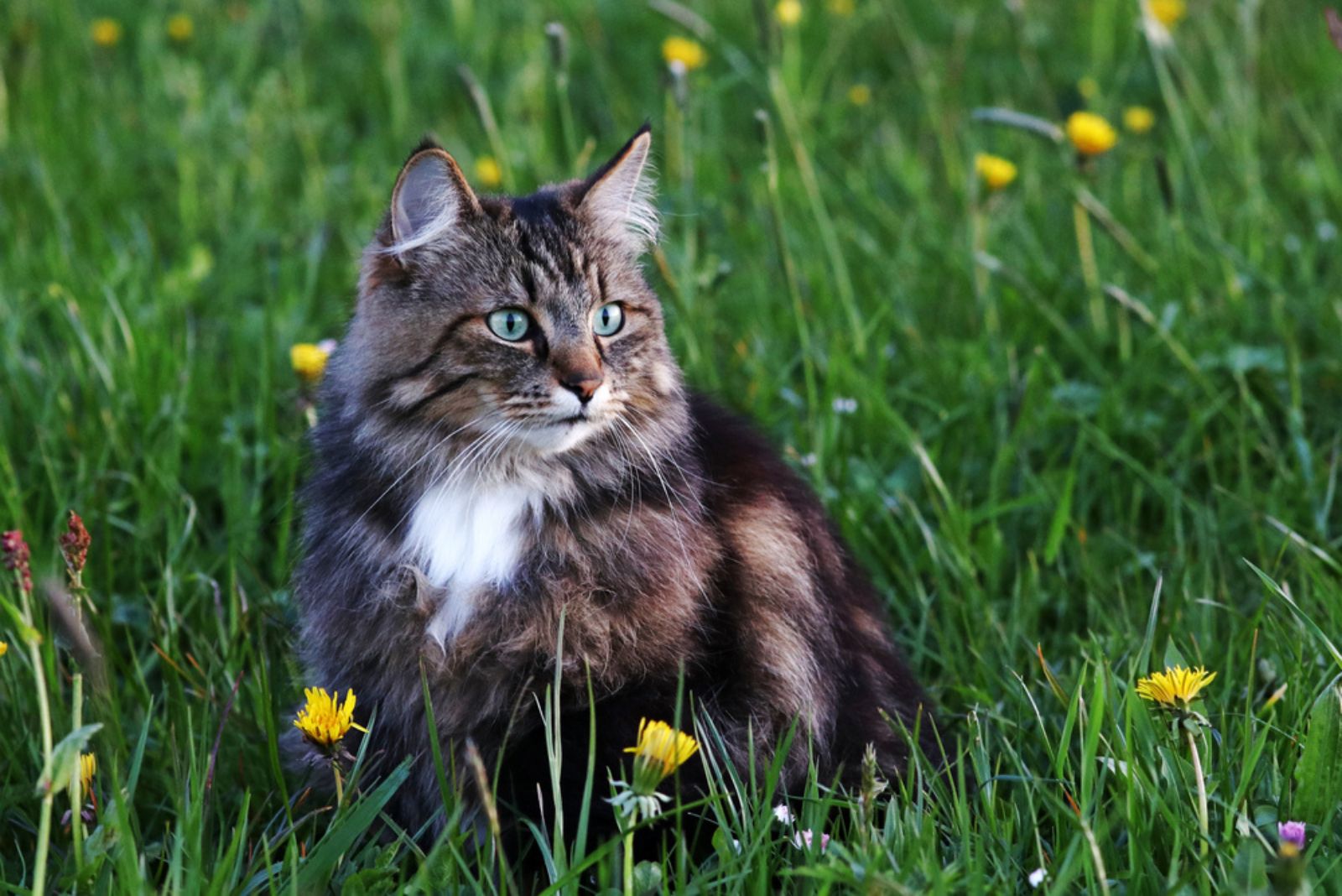 norwegian forest cat in flower field