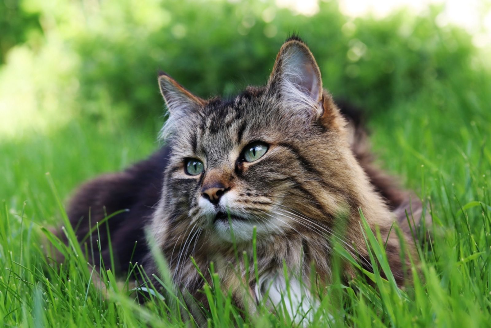 norwegian forest cat in grass